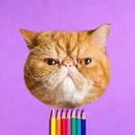 seamus_n_angus profile picture