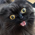 seamus_the_scottish_fold profile picture