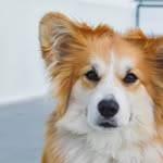 sebastianthecorgi profile picture