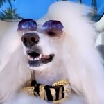 sebastianthestandard profile picture