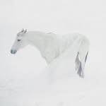 secretariat_ourasi profile picture
