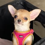 selena_valentina_luckey profile picture