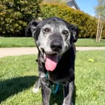 seniordoghenry profile picture