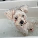 seniorpawssanctuary profile picture