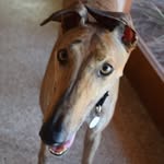senna.and.friends profile picture