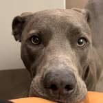 sennathelandseal profile picture