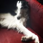 serafina_the_silken profile picture