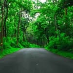serenade_on_scenic_roads profile picture