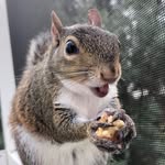 serena_the_squirrel profile picture