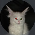 serendaserendaserenda profile picture