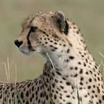 serengeticheetahproject profile picture