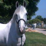 sestel3 profile picture