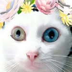 severn.cat profile picture