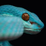 severus_snakes profile picture