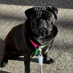 sexybeastthepug profile picture