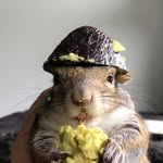 seymour_the_squirrel profile picture