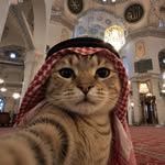 sh.ahroz6895 profile picture