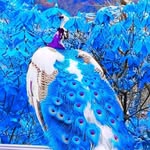 sh.akti1529 profile picture