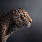 shaazjung