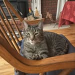 shadow.the.cat123 profile picture