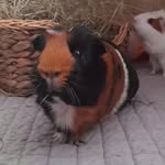 shadow_thephotogenic_guineapig profile picture