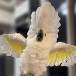shahoothecockatoo profile picture