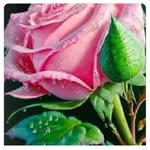 shakeel9475ahmed profile picture