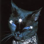 shantedion profile picture