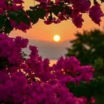 shariqafarheen profile picture