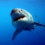 shark_ins.gram profile picture
