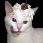 shay.lynn.wills profile picture