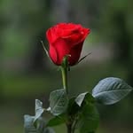 shayarcc profile picture