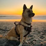 sheera.the.shiba profile picture