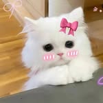 she_hzadi123456 profile picture
