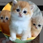 shekh_kadil profile picture