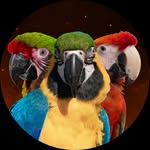 shelbythemacaw profile picture