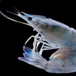shelleybones profile picture