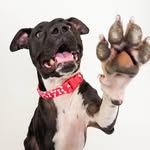 shelterpets_az profile picture
