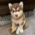 sherinsandzeus profile picture