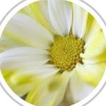shesalovah profile picture