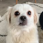 shesasnowpeach profile picture