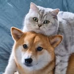 shiba.cairo profile picture