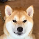 shibainu.gaku profile picture