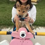 shibainu_luffy profile picture