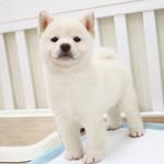 shiba_odin_stark profile picture