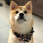 shiba_yoji profile picture