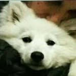shibemann profile picture