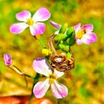 shibli_mobile_photogrophy profile picture