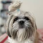 shihtzumoni profile picture