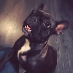 shilohthefrenchie profile picture